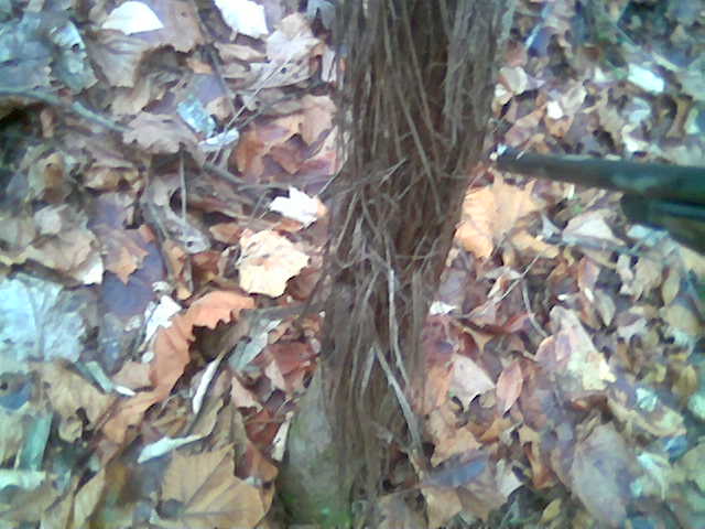 Fair Chase Huge Buck Rub Public Hunting Land